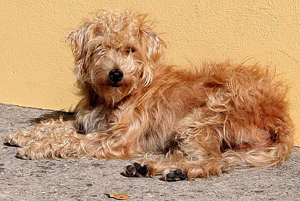 Straßenhund 