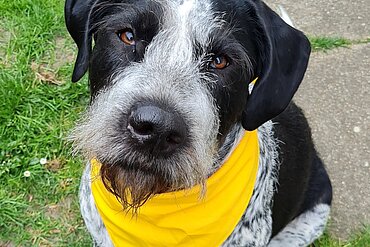 Das gelbe Band signalisiert anderen, den Hund besser in Ruhe zu lassen.