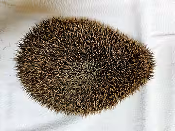 Birnenförmiger Körper.