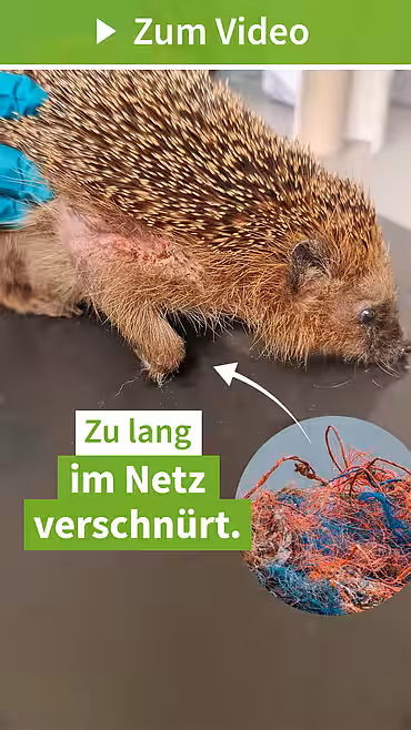 Igel in Obstnetz verschnürt (Igelzentrum Niedersachsen)