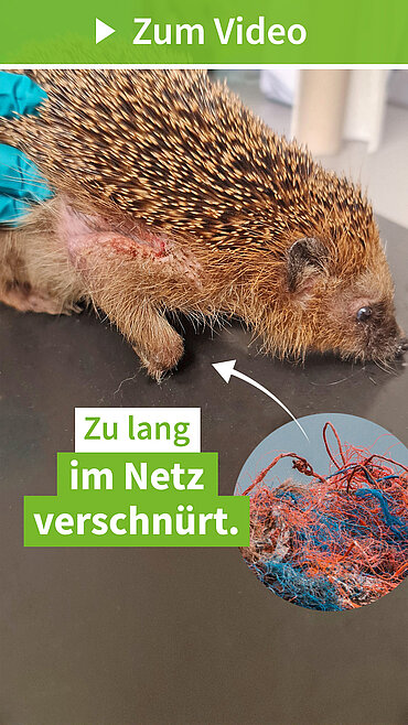 Igel in Obstnetz verschnürt (Igelzentrum Niedersachsen)