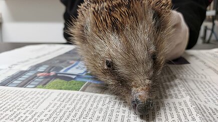 Igel bei Aufnahme im Igelzentrum