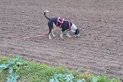 Eine Leckerliesuche auf dem freien Feld bietet sich auch als Belohnung für einen gelungenen Rückruf an.