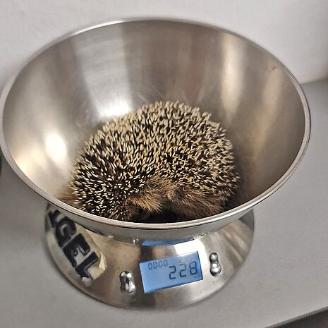Beim Wiegen des Igels wird ein Fundzettel ausgefüllt.
