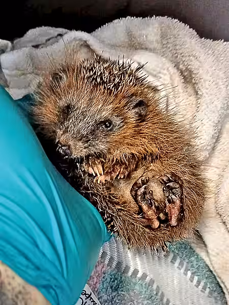 Schwacher und unterentwickelter Jungigel