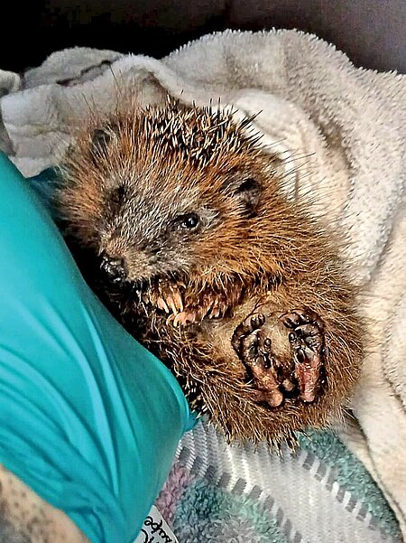 Schwacher und unterentwickelter Jungigel