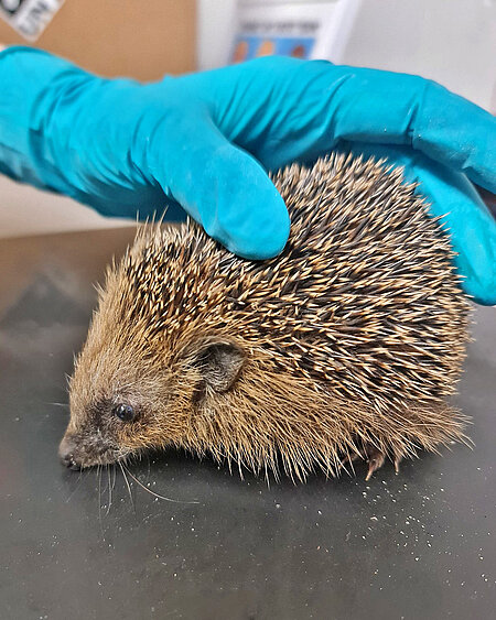 Ein kleiner Igel auf der Untersuchungsmatte.