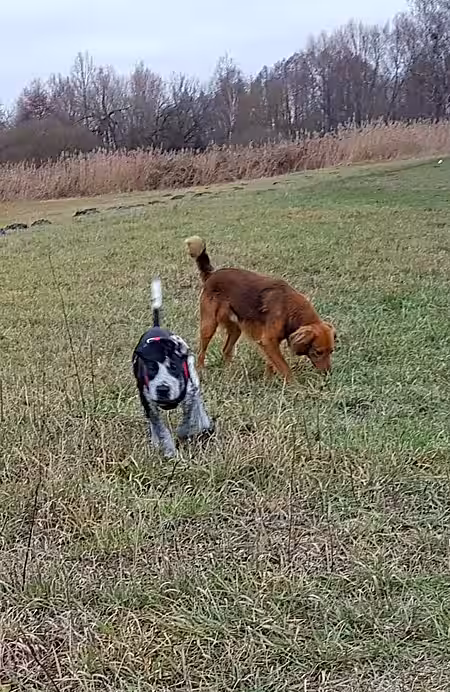 Der Abruf aus der Interaktion mit anderen Hunden zählt zur Königsdisziplin.