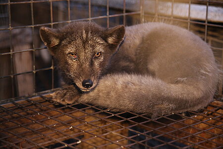 Fuchs in Pelztierfarm