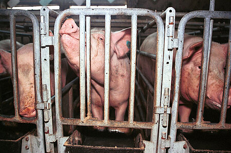 Schweine im Käfig 