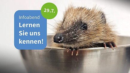 Ein Igel in einer Waage mit einer Sprechblase: "Infoabend. Lernen Sie uns kennen. 29.7."
