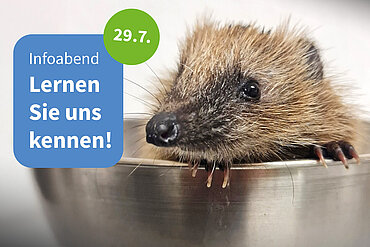 Ein Igel in einer Waage mit einer Sprechblase: "Infoabend. Lernen Sie uns kennen. 29.7."