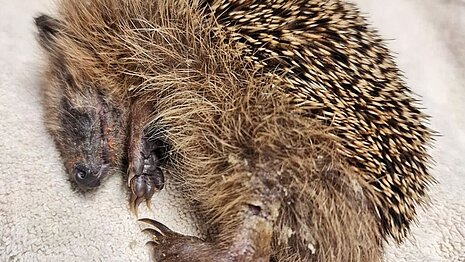 Igel, die auf der Seite liegen und sich nicht mehr richtig einrollen, sind immer ein Notfall.