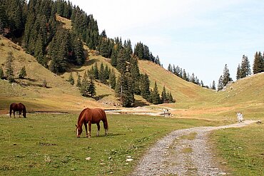 Dieser Wanderweg im Bregenzer Wald
