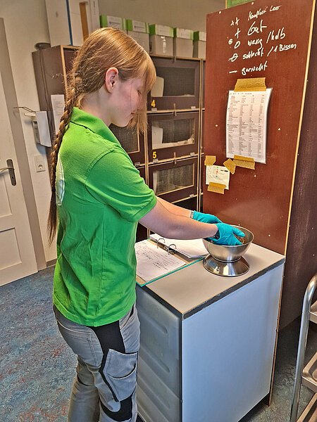 Eine Frau in einem grünen Shirt steht auf der Igelstation und legt einen Igel in die Waagschale.