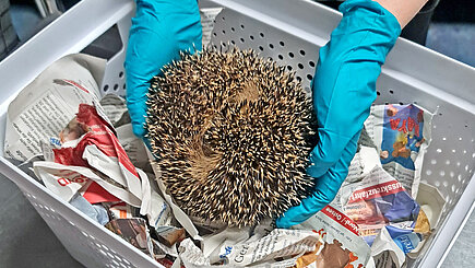 Ein Igel wird in eine Transportbox gelegt.