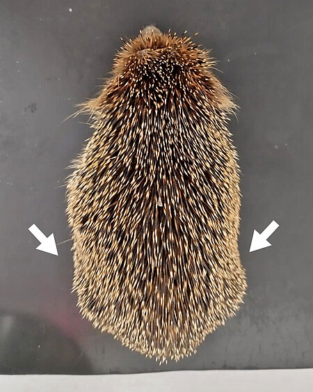 Igel aus der Vogelperspektive auf der Untersuchungsmatte