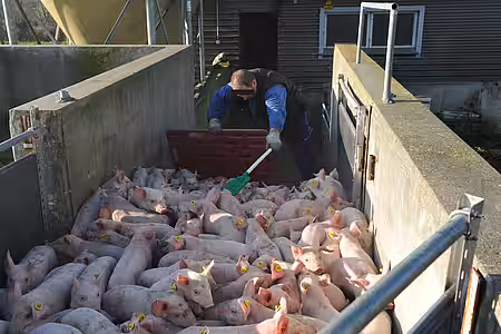 Verladen vom Ferkeln