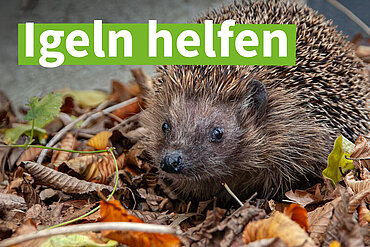 Ein Igel im Laub mit dem Text „Igeln helfen“