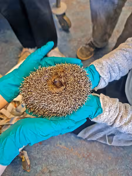 Vier Hände in Handschuhen, die einen Igel halten.