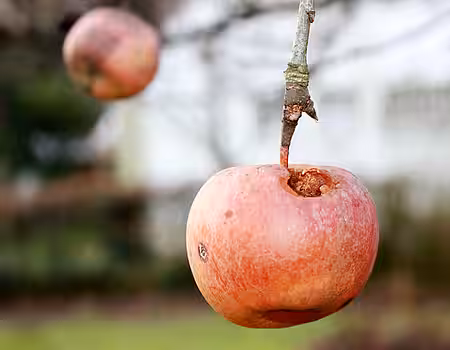 Wichtige Winternahrung Wichtige Winternahrung