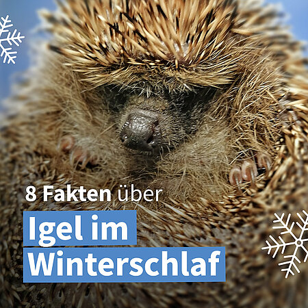 Der Winterschlaf des Igels