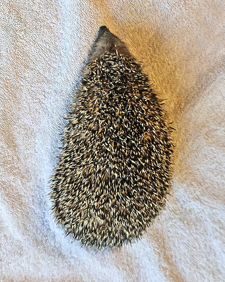 Normalentwickelter Jungigel Igel aus der Vogelperspektive auf einem weißen Handtuch; er hat einen kleinen Kopf und einen birnenförmigen Körper mit dickem Po