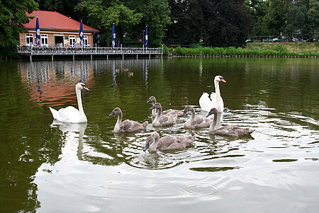 Schwäne am Lietzensee 