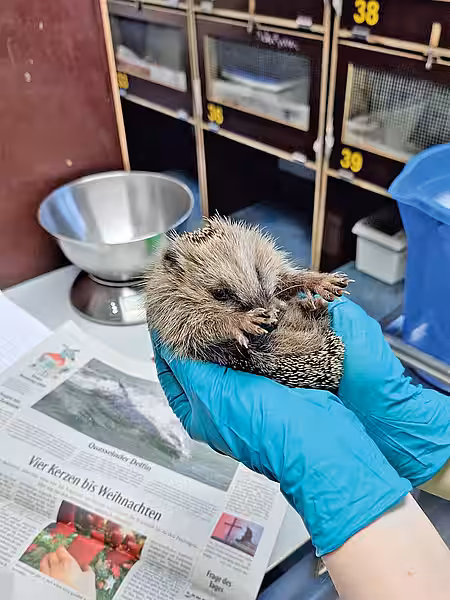 Hier wird ein Igel gewogen