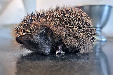 Ein kleiner Igel sitzt auf einem Behandlungstisch
