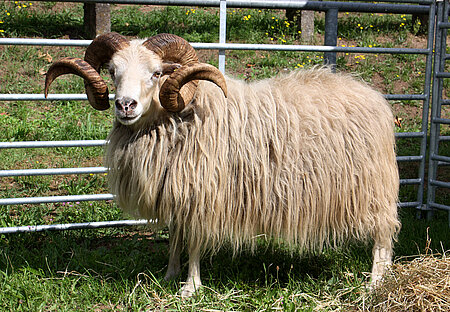 Skudden-Bock
