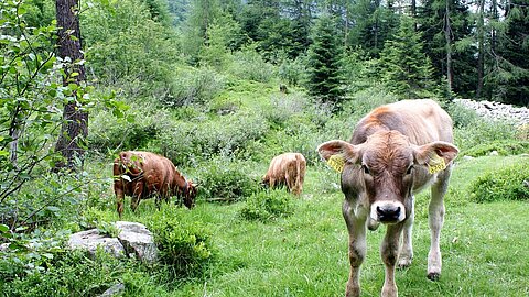 Diese Mutterkuhherde grast in einem Bergwald im Tessin.