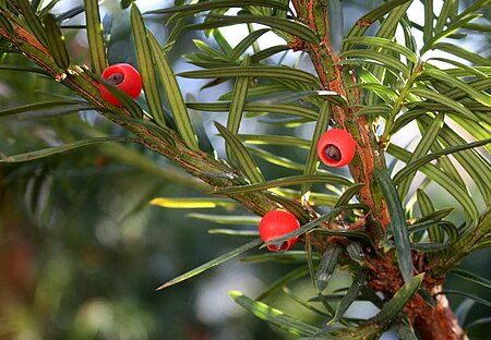 Gemeine Eibe (Taxus baccata)