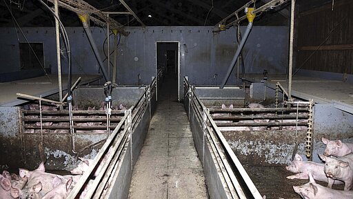 Ein Blick hinter die Kulissen eines „normalen“ Schweinemastbetriebs. 